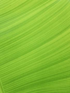 Beautiful abstract of a Banana Leaf. 