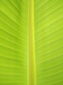 Banana leaf 