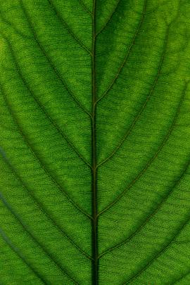 Macro shot of a leaf