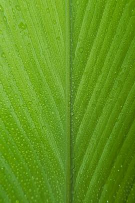 A water droplets on the leaf