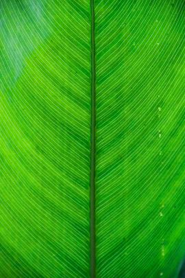 Leaf