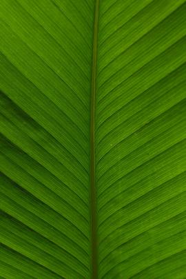 Green Leaf Texture