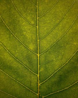 Leaf Veins