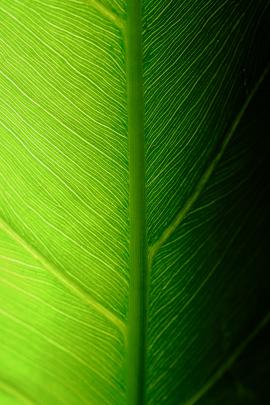 Underside of green leaf