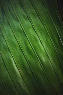 This leaf grows green on planet Earth.