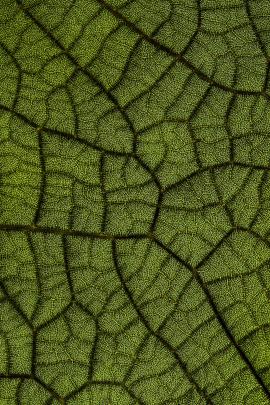 Leaf veins. A Sea Grape leaf photographed with a macro lens and lit from behind. Coccoloba uvifera grows naturally in tropical America.