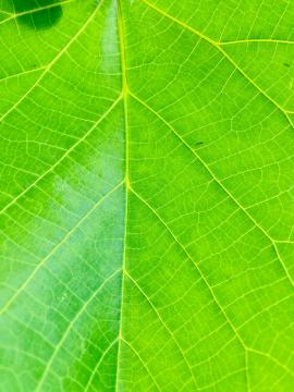 Close up of Leaf