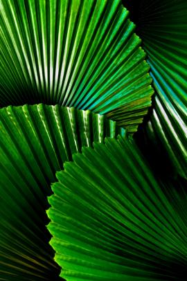 The amazing pleated round leaves of the fan palm Licuala cordata. I took this photo from an angle which I liked - the leaves are not arranged. Photographed in the conservatory at the Cairns Botanic Gardens in Australia.