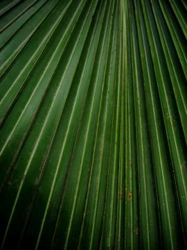 Closeup of a tropical palm tree leaf.