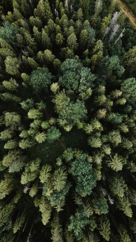 forest, drone shot