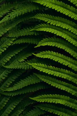 Beautiful fern details in a warm light.