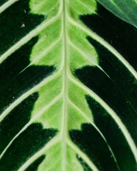 Details of a Maranta lemon lime leaf