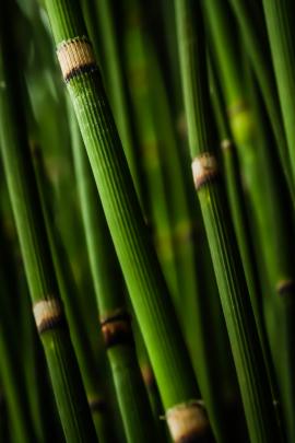 Thick bamboo stems