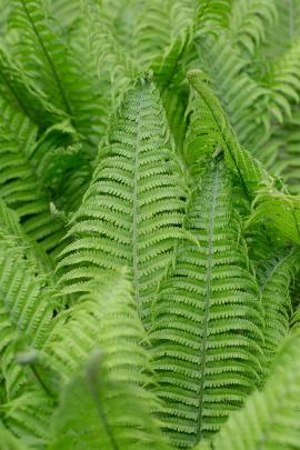 spring fern