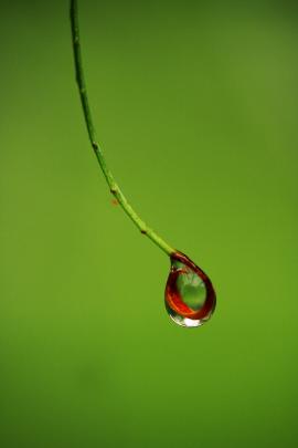 bud and water drop