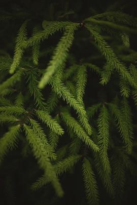 Picea abies, or European spruce