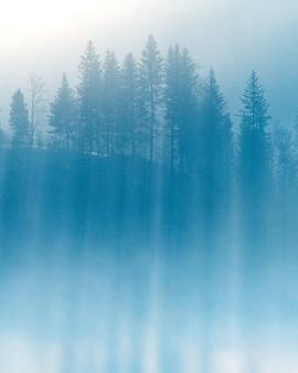 minimal, moody, misty forest with fog in the early morning