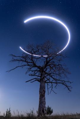 Vertical shot of the dried tree, with starry sky and drone trace on the background.