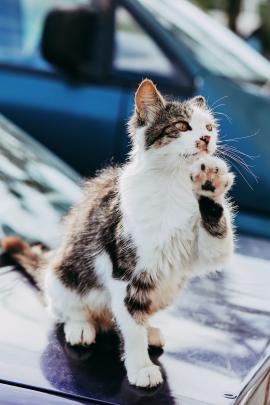 Street cat on a car raises its paw up