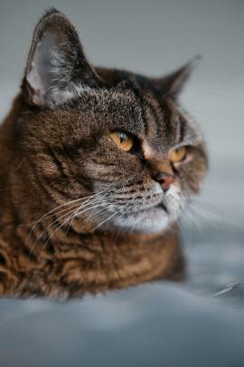 Cat (Bea) snuggling in Bed (Shoot with Fuji X-T3)