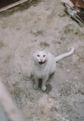 beautiful white cat with yellow eyes