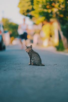 Grey stripes kitten