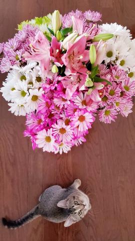 bouquet and kitty 