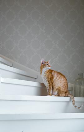 Cat sitting on the stairs looking through a window.