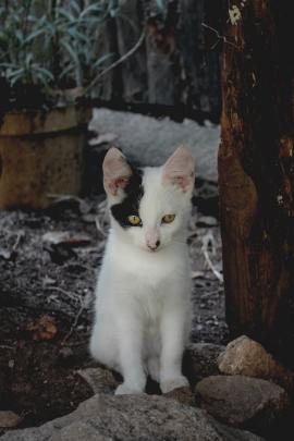 Gato blanco con mancha en el ojo en la naturaleza.
