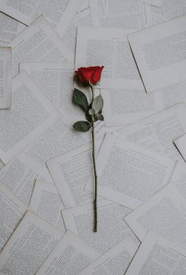 Single red rose on pages