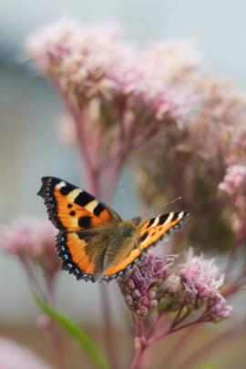 Butterfly and flower