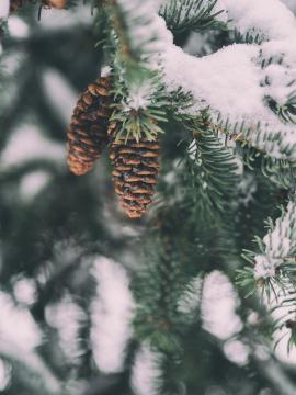 Two pine cones