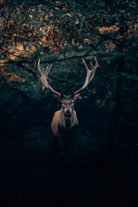 Your Majesty, the King of Teutoburg Forest! 🦌