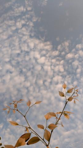 Sky with Leaves