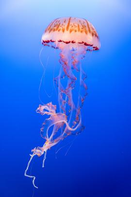 Jellyfish Exotica