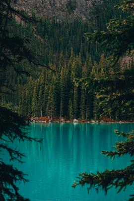 Moraine Lake through the trees