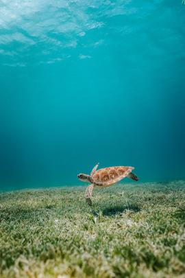 Sea turtle floating in the waters of Aruba