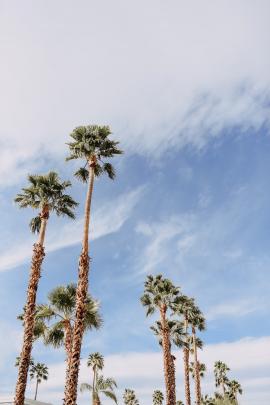 Palm Tree Sky / Palm Springs