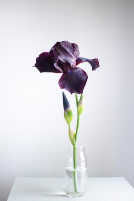 Black Iris Collection.
