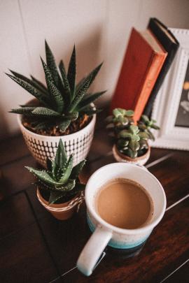 coffee, succulent plants and books.