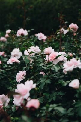 Bush of pink roses with leaves