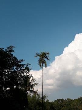 Areca palm tree against blue sky