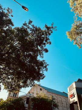 Trees in the city