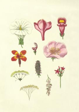 Vintage floral image, taken from page 172 of 'Œuvres complètes de Jean Jacques Rousseau. Nouvelle édition, classée par ordre de matières'