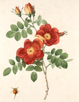 Rosa Eglanteria Var.Punicea; Rosier Capucine