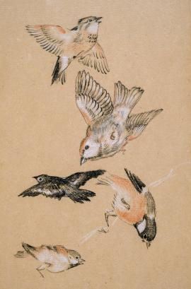 Love leading the Pilgrim - Study of Birds: Finches, 1897 By Sir Edward Burne-Jones