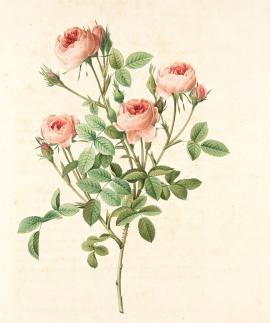 Rosa Pomponia; Rosier Pompon 'De Meaux'