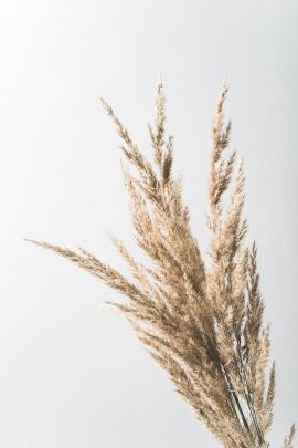 Dried grass on a white background