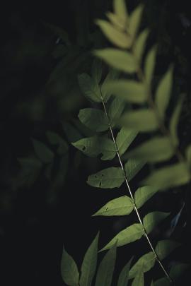 Nature leaf background