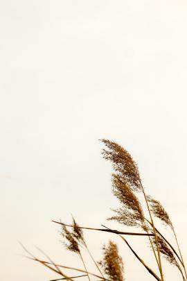 Autumn reeds